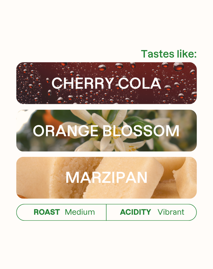 Tasting note graphic for Jairo Arcila Cherry coffee highlighting Cherry Cola, Orange Blossom, and Marzipan flavors.