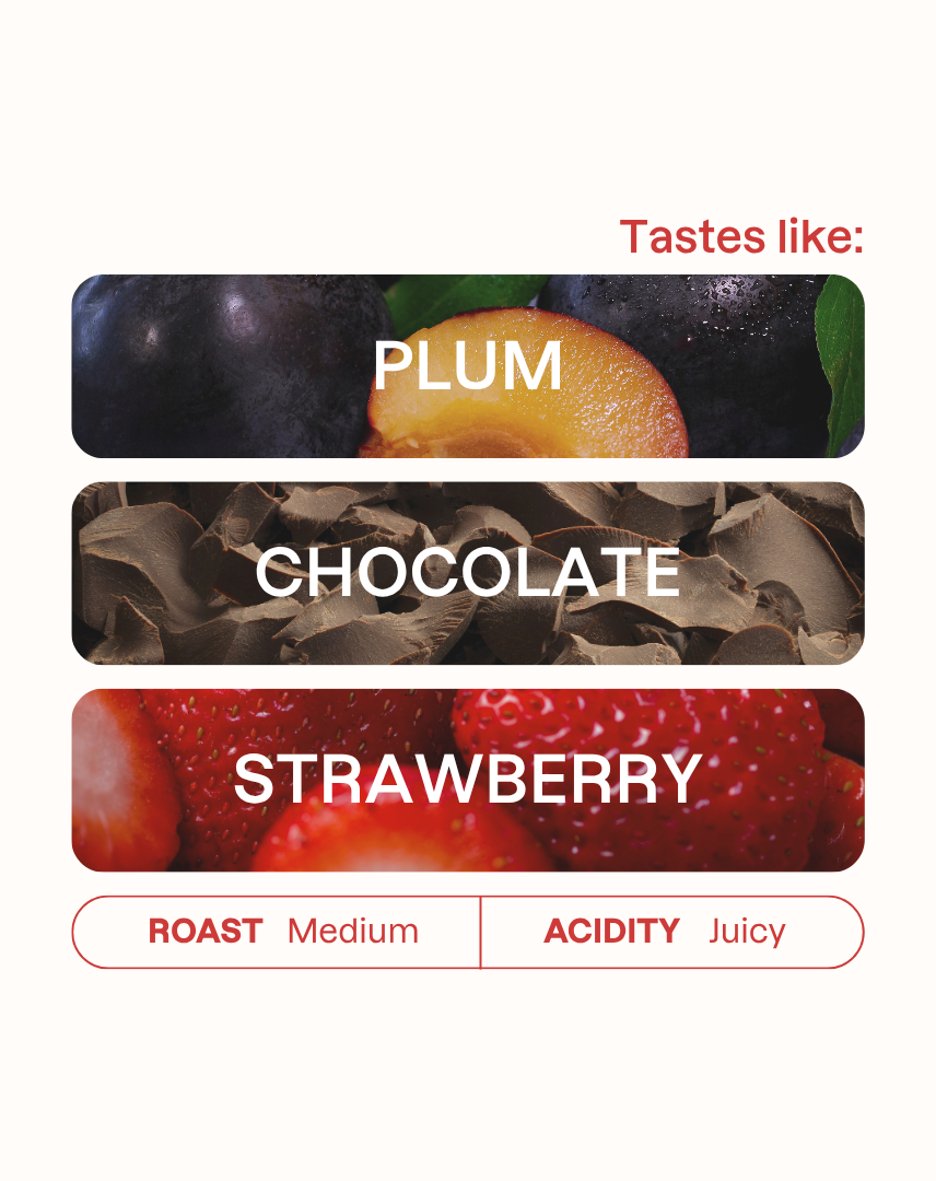 Tasting note graphic for Los Rodríguez Java filter coffee highlighting Plum, Chocolate, and Strawberry flavors.