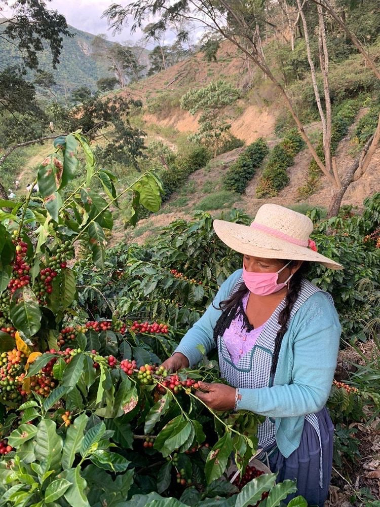 Sustainability Series / The effects of COVID-19 at origin with Daniela of Agricafe