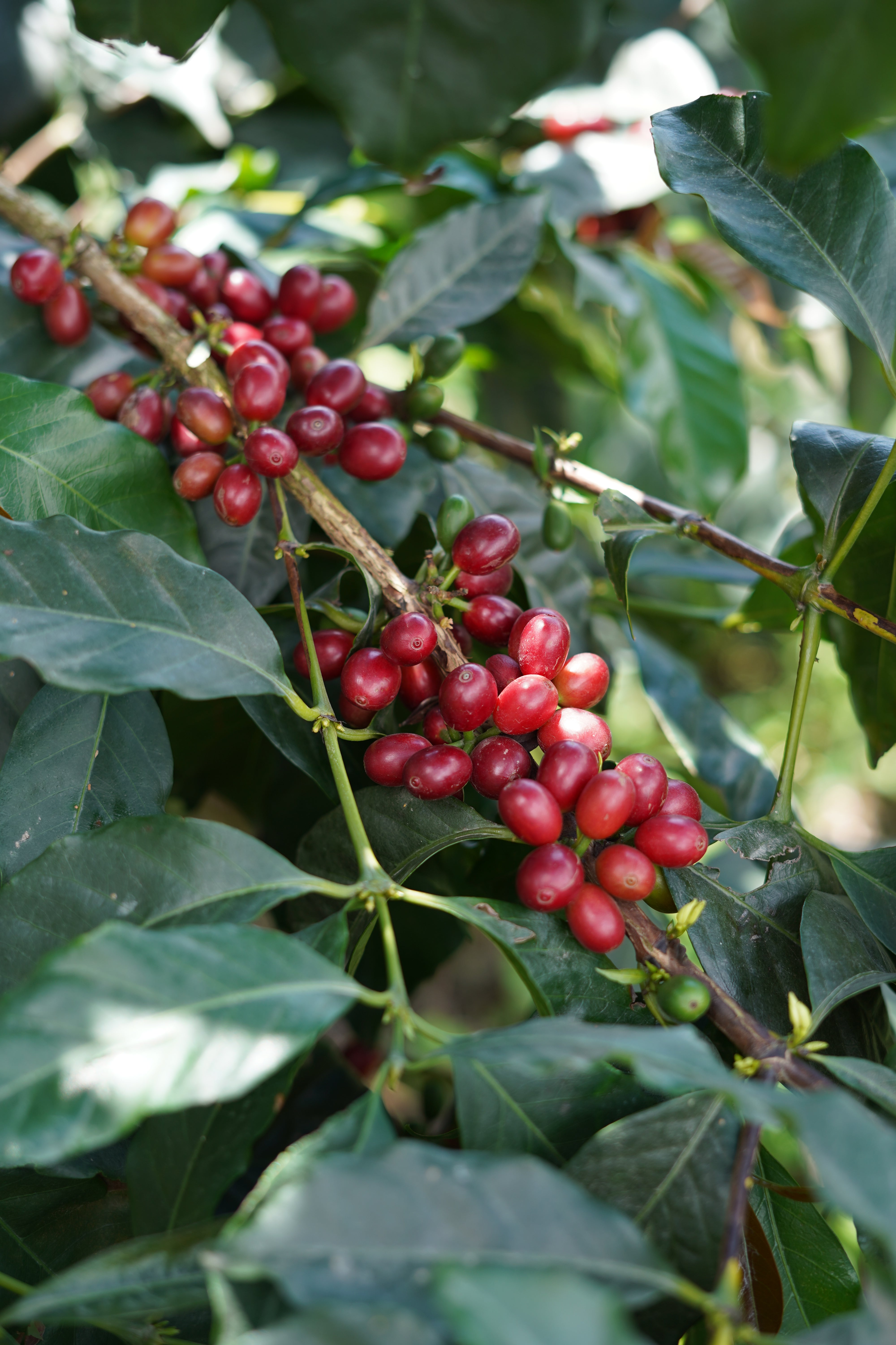 Granja Paraiso 92 Decaf Espresso – Monogram Coffee