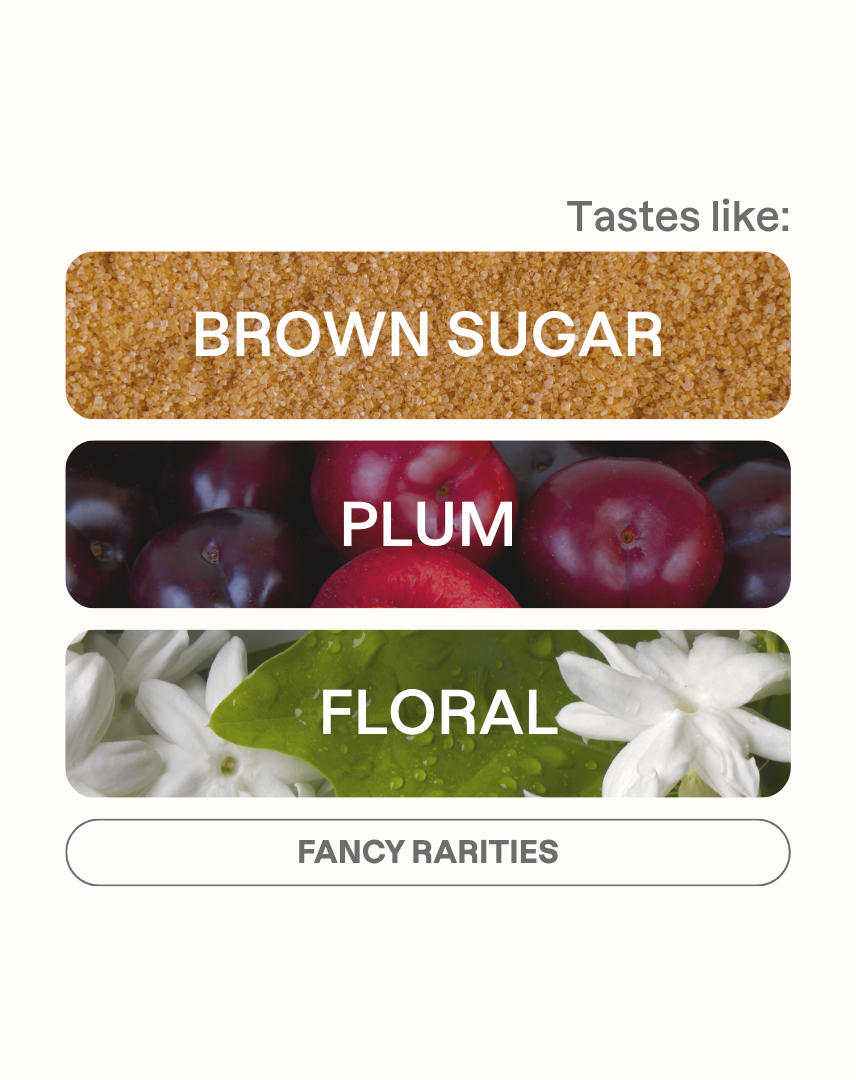 Takesi Yellow Catuai