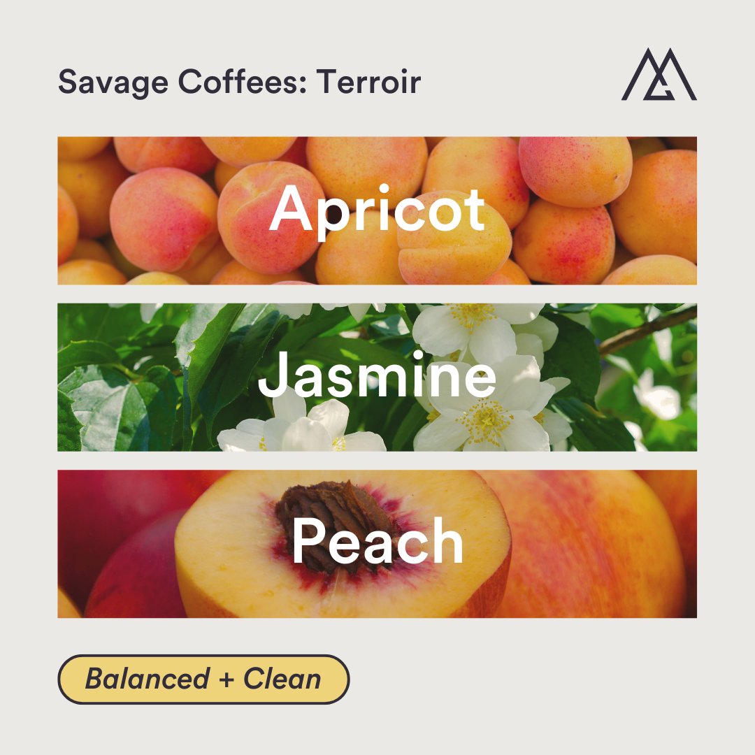 Savage Coffees: Terroir