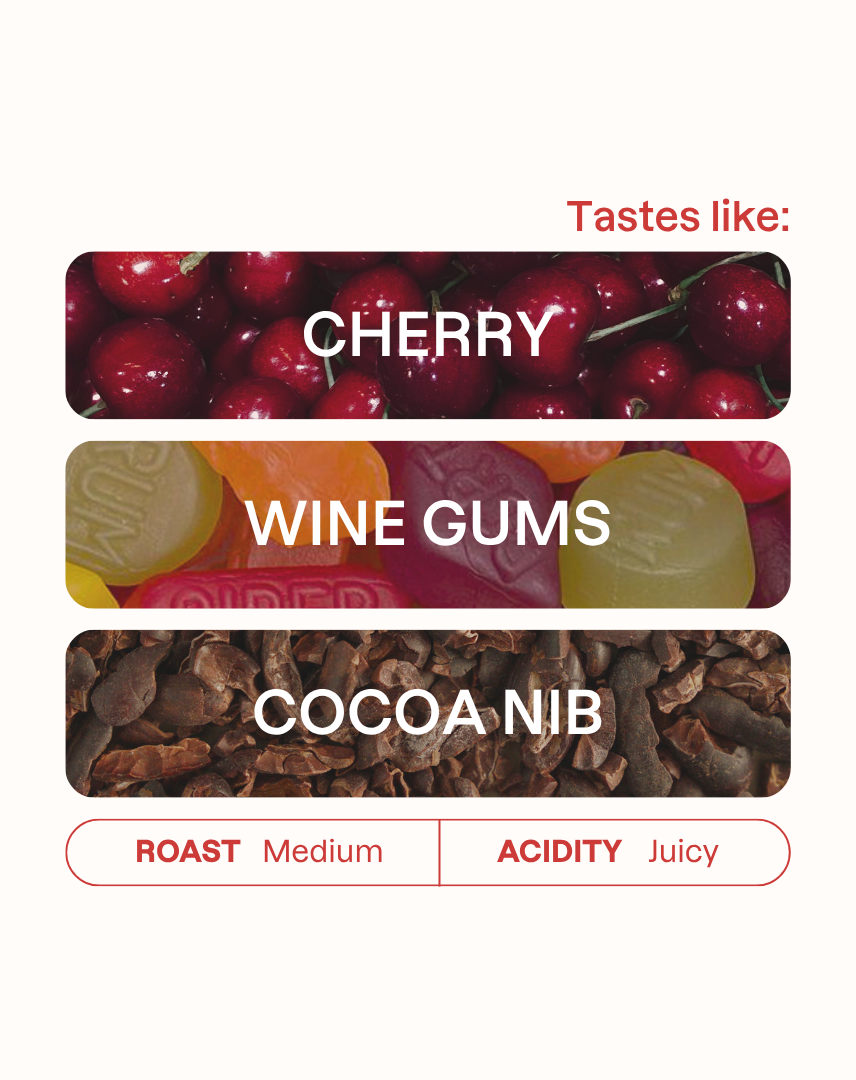 Tasting note graphic for Carlos Cadena Typica coffee highlighting Cherry, Wine Gums, and Cocoa Nib flavors.