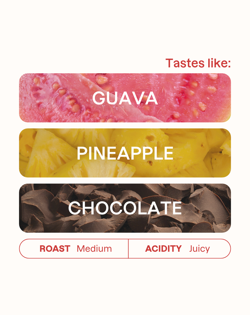 Tasting note graphic for El Vergel Guava Banana coffee highlighting Guava, Pineapple, and Chocolate flavors.
