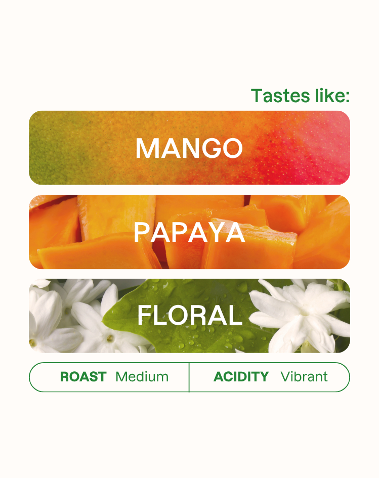 Tasting note graphic for Jairo Arcila Mango coffee highlighting Mango, Papaya, and Floral flavors