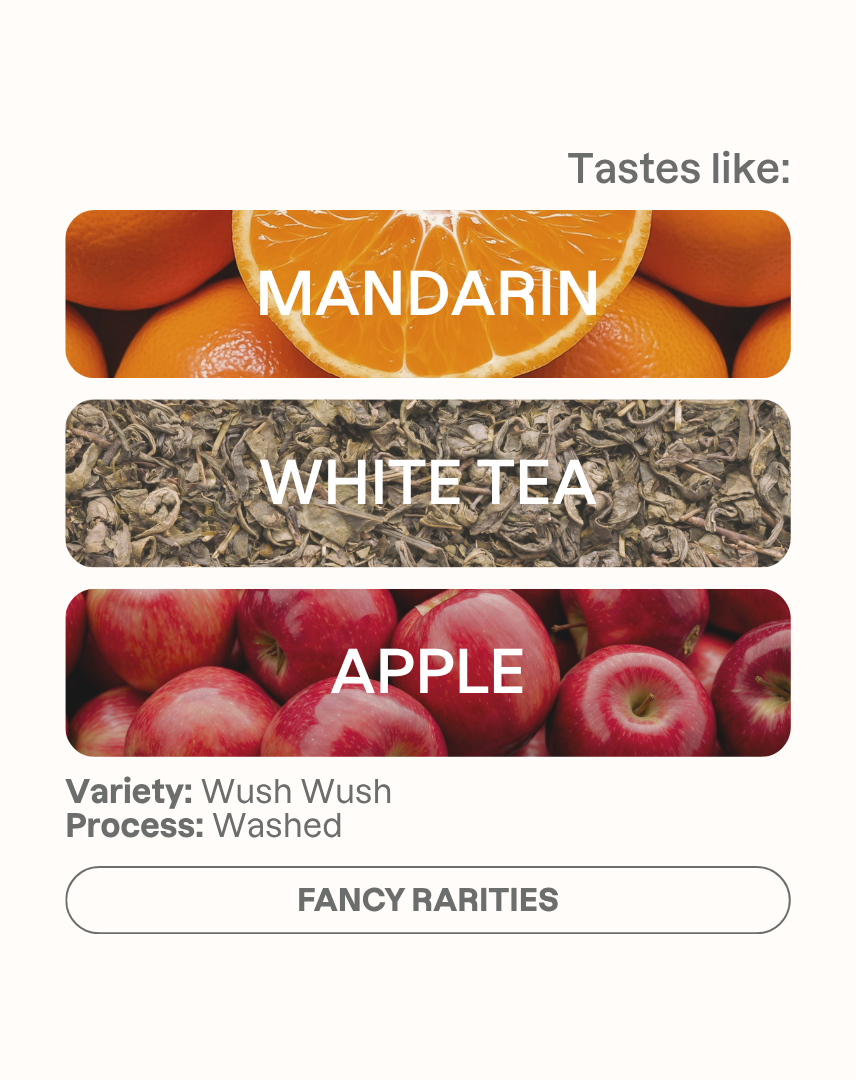Tasting note graphic for Paola Trujillo filter coffee highlighting Mandarin, White Tea, and Apple flavors.