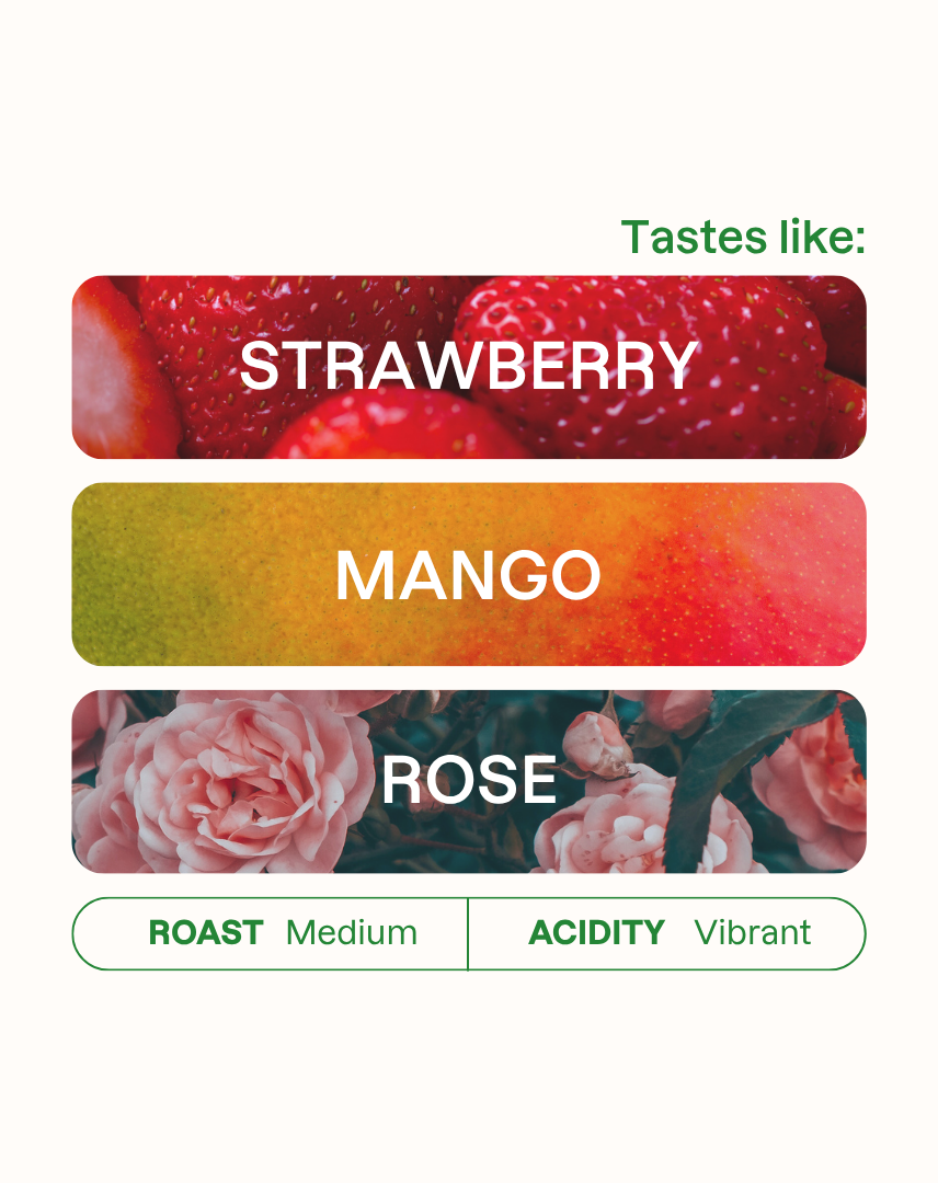 Tasting note graphic for Quebraditas Typica Mejorado coffee highlighting Strawberry, Mango, and Rose flavors